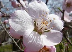 marumarupee's tweet photo. 各地で桜の開花が進んで春を実感してきましたね！
関東はお花見シーズンを迎えますが、お天気がイマイチ���・・
アーモンドの花って桜と似ているんですね～
過去の放送で「おしべとめしべ」について話した回があったのでまるまるピー　番組ブログ🔞に再掲載 https://t.co/3DCefQV6Bw