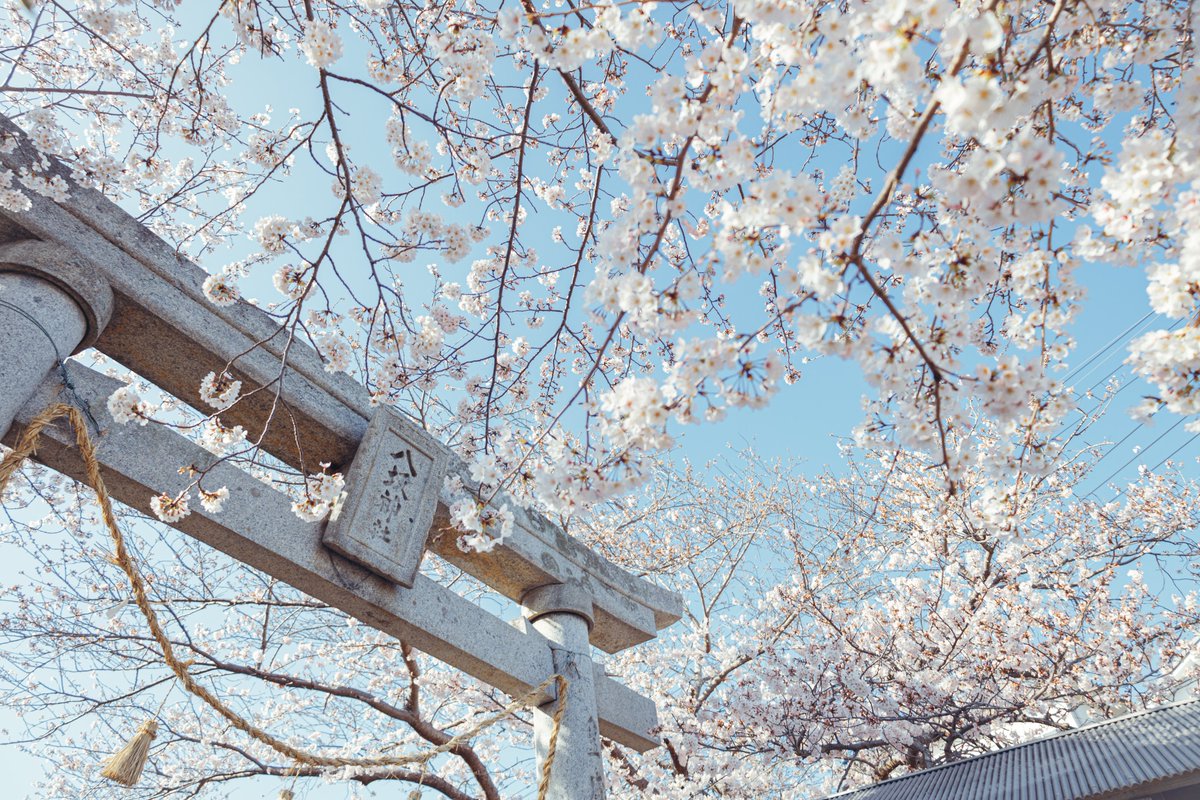 nananippa0's tweet photo. 【自己紹介】
自己紹介がてら
私が撮った春泥棒的な写真を紹介しておきます！

来年の春には地元九州に帰るので、東京にいられるのはあと一年もないです😭
仲良くして下さし…！ https://t.co/JpuCV3X7cV