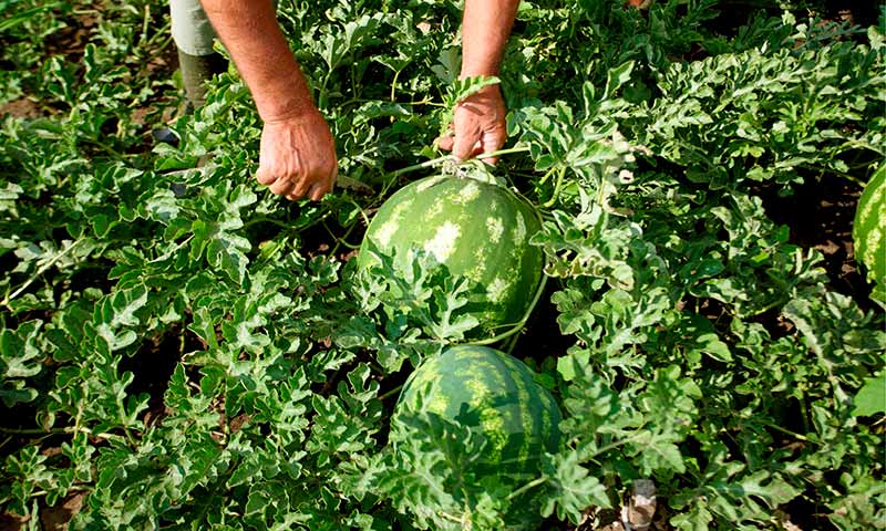 📢COAG pide más #control al melón y sandía importados por almacenes de Almería🍈🍉 agroautentico.com/2024/04/coag-p… @COAGAlmeria #agricultura