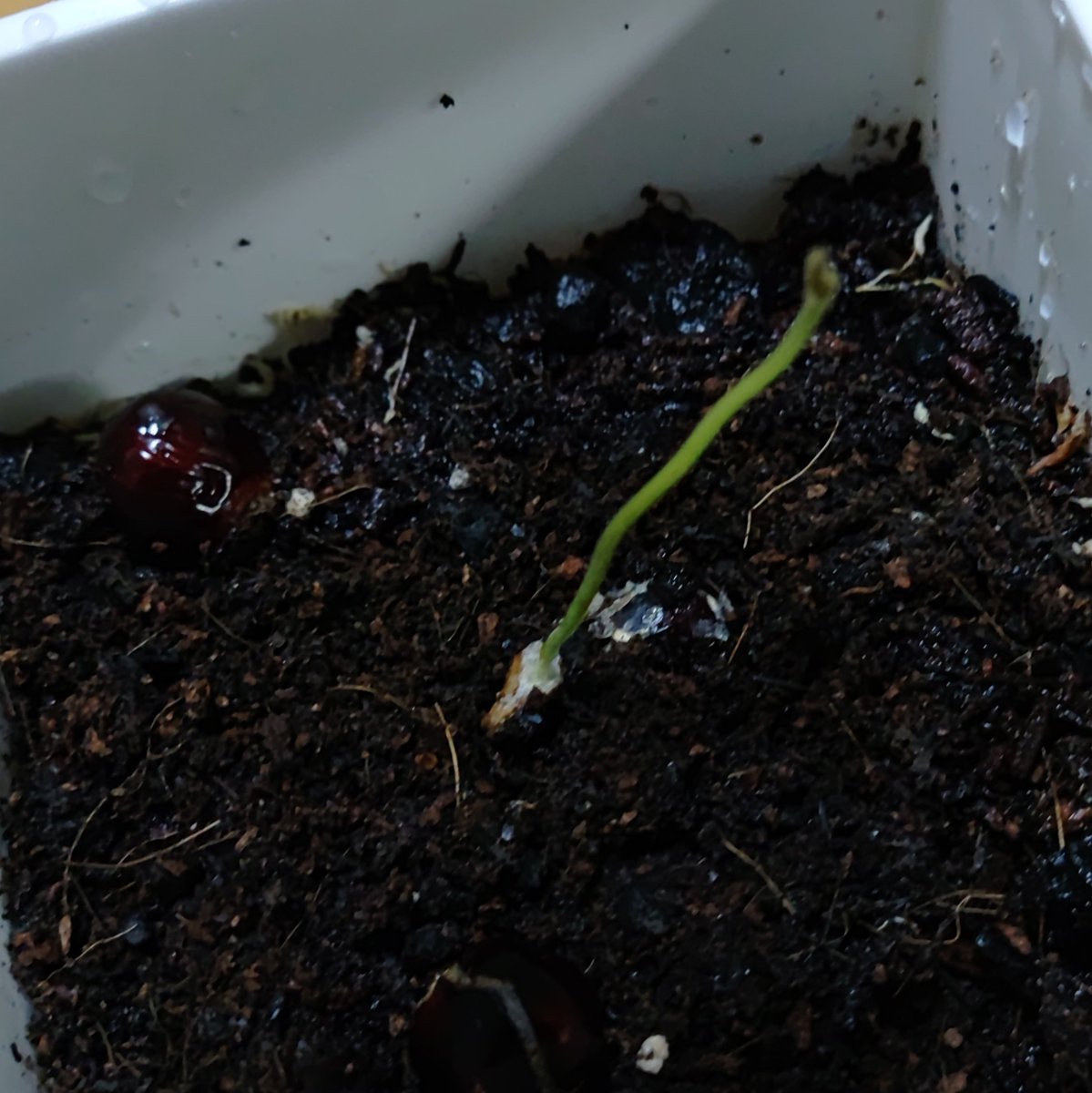 9ma_56's tweet photo. プリンカップにいれたままにしてたら発芽してた🌱
ヒョロヒョロだぁ…すまない
まーあと38個あるし🤣
重い腰をあげて植え付けるとします
よっこいしょういち!
こんなにすぐ芽が出るくらいだから管理は楽かなぁ?
#ドラゴン紫龍観察記
#Dimocarpuslongan
#ロンガン https://t.co/oAFb82Hnp9