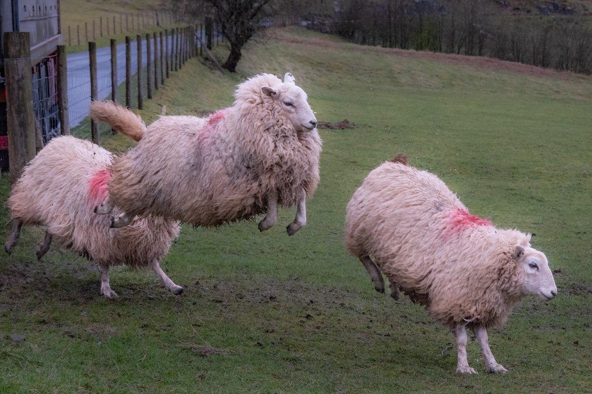 Isn’t this the way we all feel when we get to the @theelanvalley a spring in our step. Especially now as the spring starts to take hold after a long long winter !