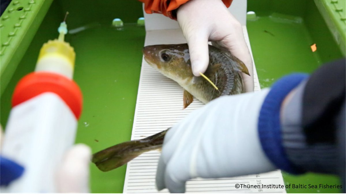 New #OA paper pairing #otolith element chemistry with data storage #tag records in #Baltic #cod with Karin Hüssy, <a href="/haase_st/">St_Haase</a> + others. A rare opportunity for in situ validation of otolith signals! Download here:
frontiersin.org/articles/10.33…   1/4
<a href="/DTUtweet/">DTU</a> <a href="/UKRI_News/">UK Research and Innovation</a> <a href="/Thuenen_aktuell/">Thünen-Institut</a>