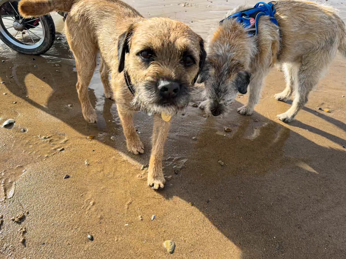 #borderterrier Rosie and Fred enjoyed a trip without rain. We was shocked but they got wet in the sea instead 🐶🐾🎉