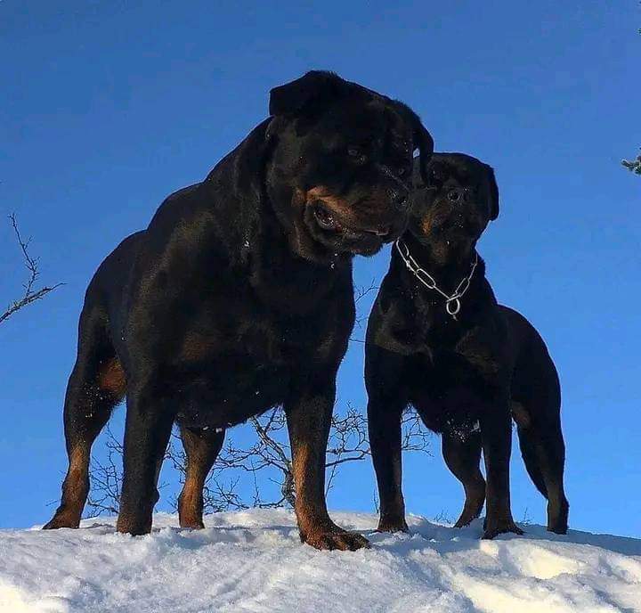 Very Brave ❤️❤️

#rottmnt #rottweiler #dog  #doglover #dogsoftwitter #cute #puppy #PuppyLove #PuppyoftheDay