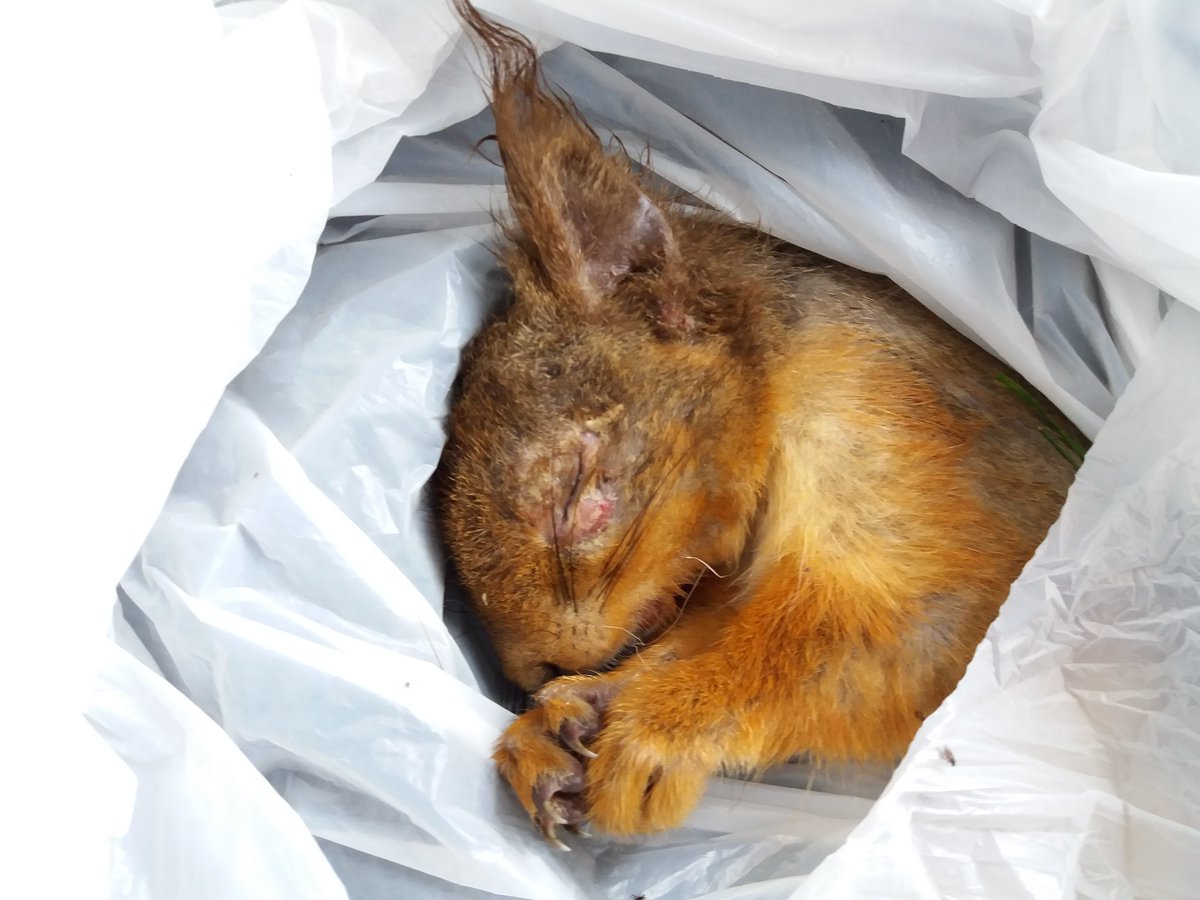 ❗️NEWS: First death of squirrelpox virus confirmed north of Scotland’s central belt: 

Confirmed in Dunfermline, Fife. This news could have serious consequences for red squirrels - we are urging people in the area to take immediate action👉bit.ly/43OscLD

📸 Sarah Cooper
