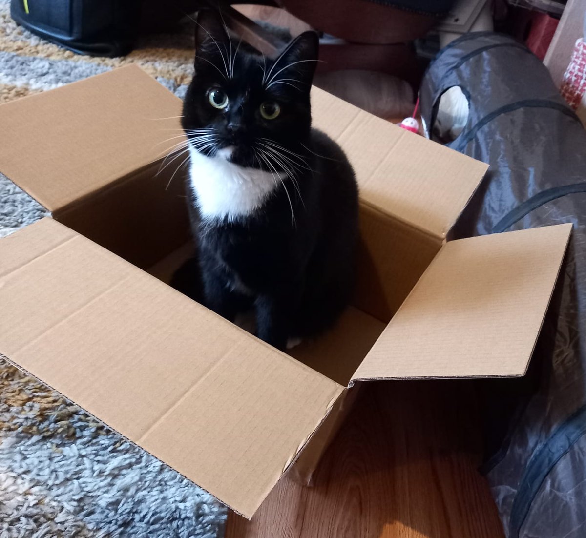 Another satisfied customer (or should we say catsomer?) following an energy visit 💡😹

Do you want to be as satisfied as our furry friend Tux? Check out our website for how we can help you save on your energy bills 👉 lancashirewomen.org/service-finder…

#CatLife