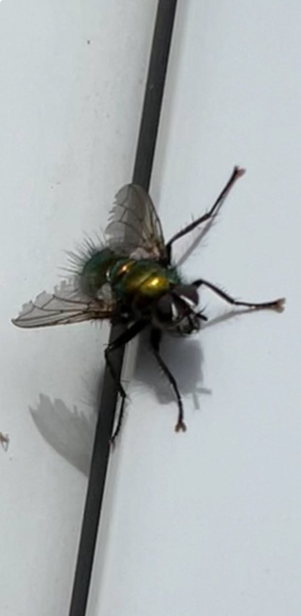 The tachinid fly Gymnochaeta viridis on our front winds this morning