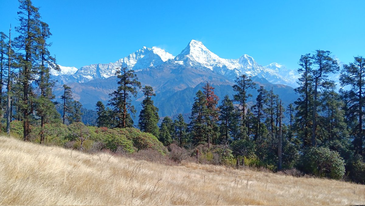 Not sure if there's much research on it but these high altitude grassland/forest mosaics, which create many famous Himalayan vistas in 🇳🇵 I expect is v. much a 'human' landscape shaped by centuries of transhumant pastoralism by Gurung/Magar. Most sold herds 40 yrs ago @LandEthics