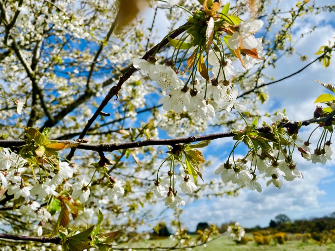 I’m not sure how long the cherry blossom can hold on in this wind #loveukweather #blossomwatch #blossom @WeatherAisling @metoffice @nationaltrust Waldringfield Suffolk