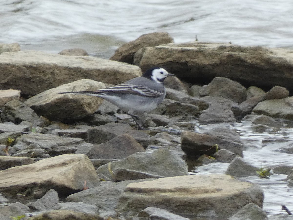 Little Gull, Little Ringed Plover and White Wagtail (?) highlights of morning at WWT Llanelli