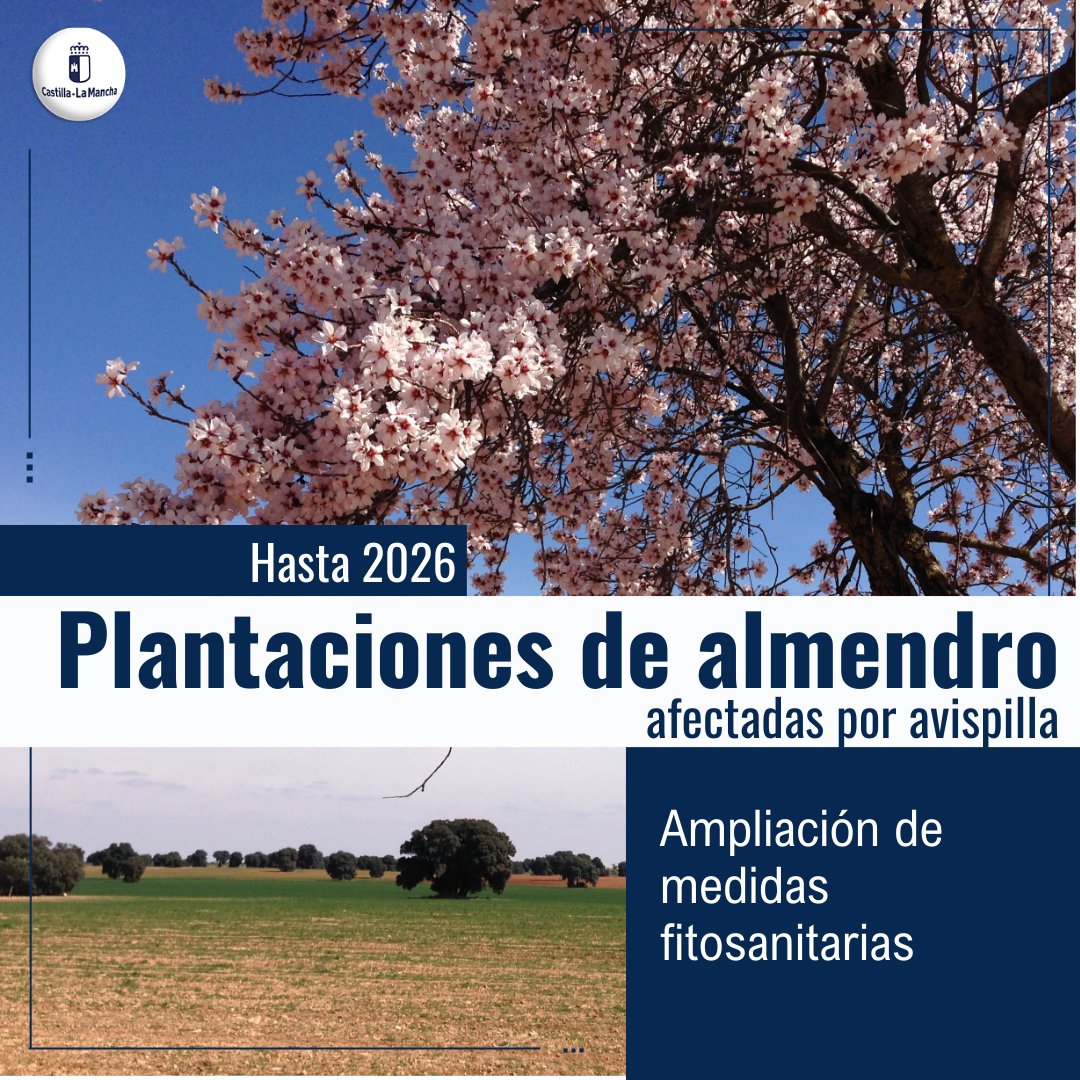 Hasta 2026 son obligadas las medidas fitosanitarias en las plantaciones de almendro afectadas por la avispilla 🐝🐝 Orden publicada hoy en el Diario Oficial de Castilla-La Mancha ▶️ acortar.link/PZjont #CLM #Agriculturaclm