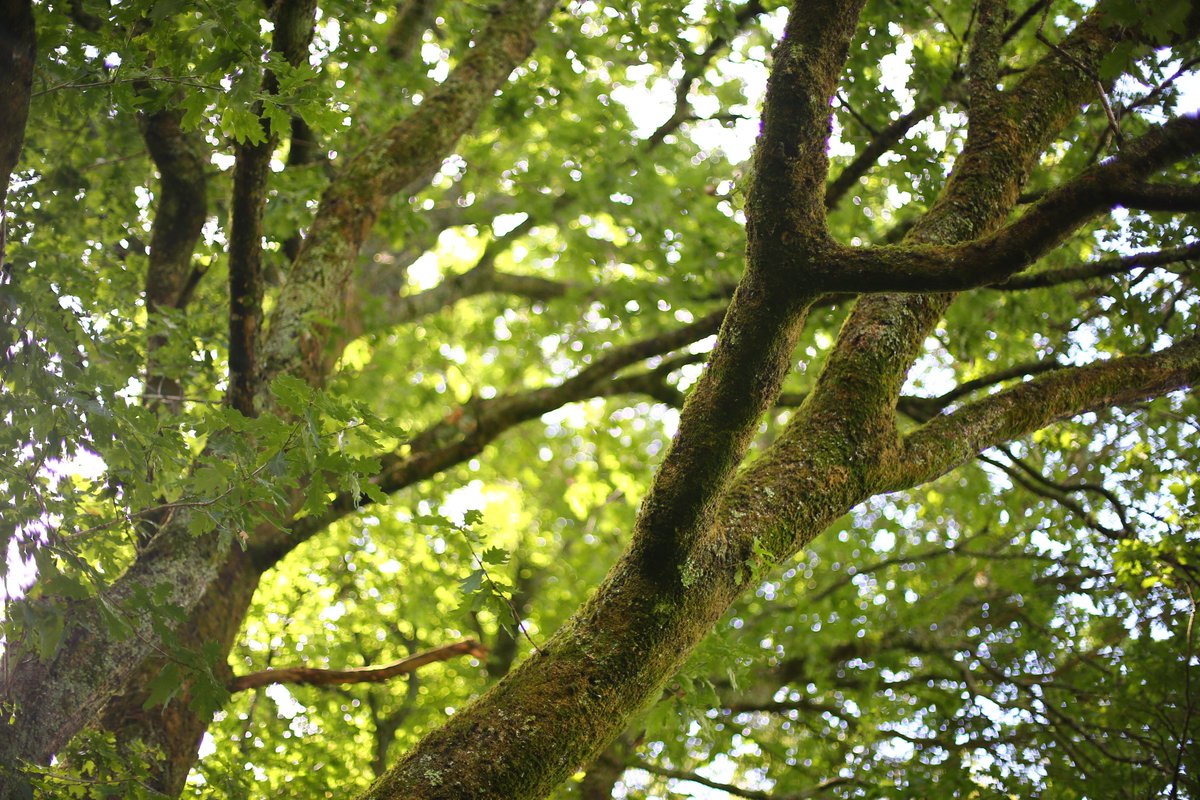 If you come across a red squirrel that that has sadly passed away, its body could be analysed to help further our knowledge on the conservation, welfare and diseases of red squirrels. More information on our post-mortem process here: bit.ly/43TNMPa. 📷 Keilidh Ewan