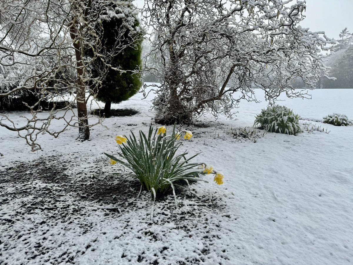 Early April and a fine spring morning @GlenalmondColl 😂 Fair play to the daffodils 🌼 they’re trying their best. ❄️ #spring #snow