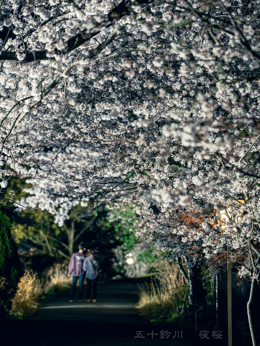 isesinsyuu's tweet photo. 五十鈴川　夜桜
右岸の桜もきれいです

#伊勢 #進修まちづくり #五十鈴川 #夜桜 #満開 https://t.co/YBG3So03DM