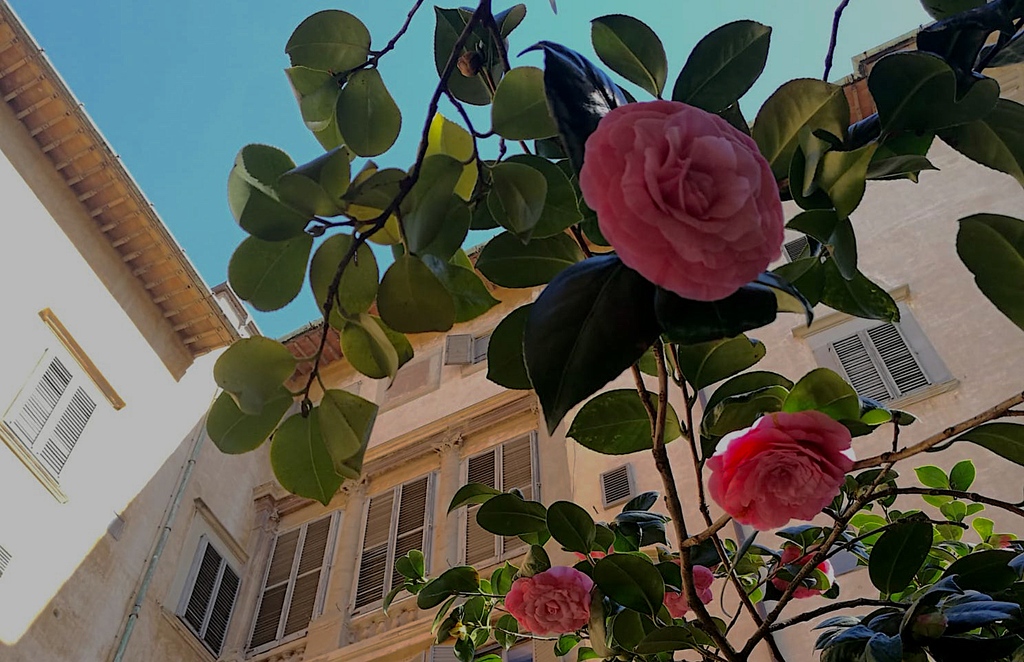 Il Giardino delle #Camelie apre i suoi battenti: uno splendido scrigno di natura, architettura e storia nel cuore di Firenze! #Boboli 👉️ uffizi.it/visite-special…