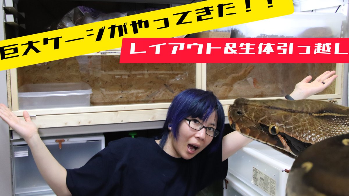 GUUCH023's tweet image. 今日の動画はこちらです!
youtu.be/lRMPpysjJ84
#グゥちゃんねる
#爬虫類好きさんと繋がりたい