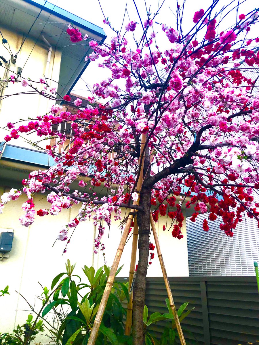 jun04813228669's tweet photo. ご近所の桜🌸

淡い色のほうは八重桜っぽいんだけど、濃い色の方は何なんだろう😕

コントラストが綺麗でした😊

#桜 https://t.co/JyGO5uUuND