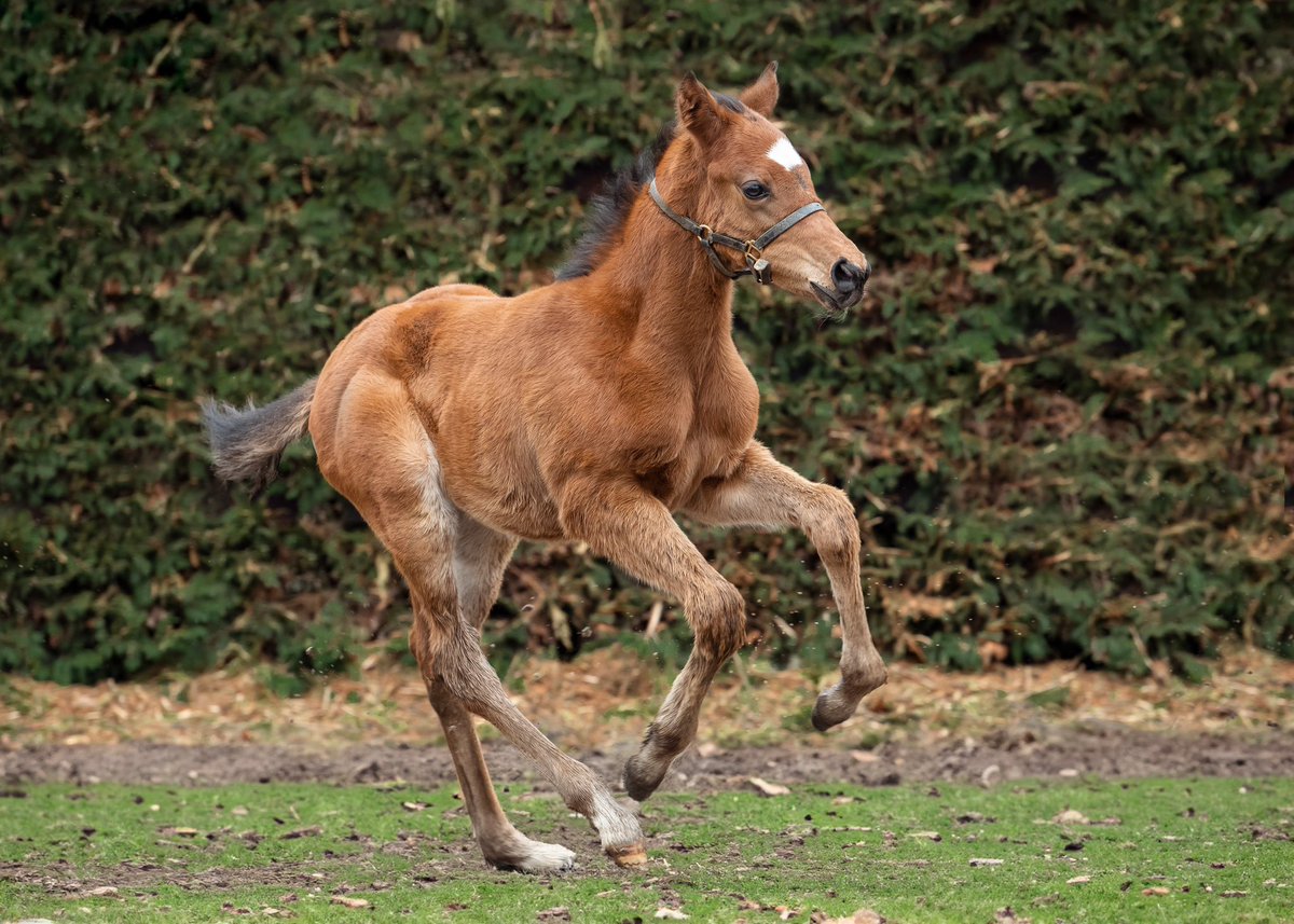 Another special STRADIVARIUS foal This colt is out of Greatestshowgirl - 1/2 to 2x LW Dear My Friend (OR 113) “My Stradivarius colt is one of the nicest foals I have bred. He has size, bone and a gorgeous action coupled with a lovely attitude” - Kim Bartlett #Stradivarius