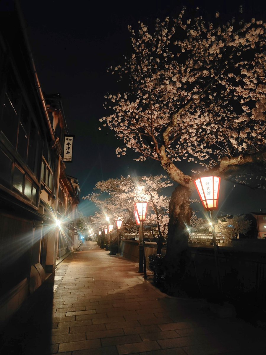 この春は 何処で桜を愛でようか