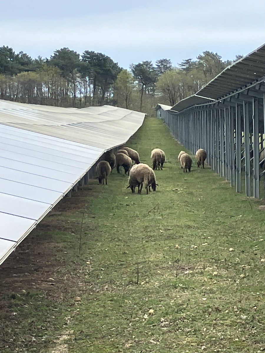 #En direct, Photosol inaugure une installation photovoltaïque sur une ancienne carrière à Gièvres, conjuguant production d’électricité verte (10GWh/an) et activité de pâturage avec une jeune éleveuse implantée dans le Romantinais. #transitionénergetique #solaire #Loiretcher