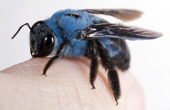 Did you know? Bees can be blue. Xylocopa caerulea, the blue carpenter bee, is non-aggressive and semi-solitary. They do not build hives like honeybees but instead prefer to live inside dead wood.