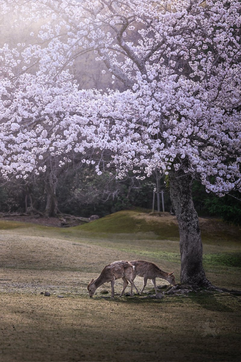 春の飛火野。世界に誇れる桜風景🌸
#奈良公園