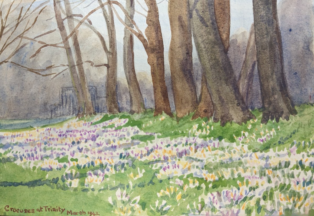 Now that we are (allegedly) in the height of Spring, we thought we'd share one of Florence Fremantle's rare landscape illustrations. This one is of crocuses at @TrinCollCam in March, 1942.