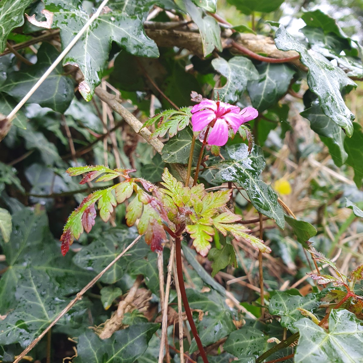 tairseach's tweet photo. As the daffodils pass, a range of classic wildflowers will start to emerge. In our older hedgerows, the first Stitchwort and Herb Robert have been seen, and Primroses too, bright legions of them on one or two ditches. It seems a little earlier than last year. #organicfarming https://t.co/ZJz6CnKcGo