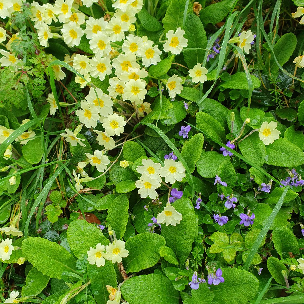 tairseach's tweet photo. As the daffodils pass, a range of classic wildflowers will start to emerge. In our older hedgerows, the first Stitchwort and Herb Robert have been seen, and Primroses too, bright legions of them on one or two ditches. It seems a little earlier than last year. #organicfarming https://t.co/ZJz6CnKcGo