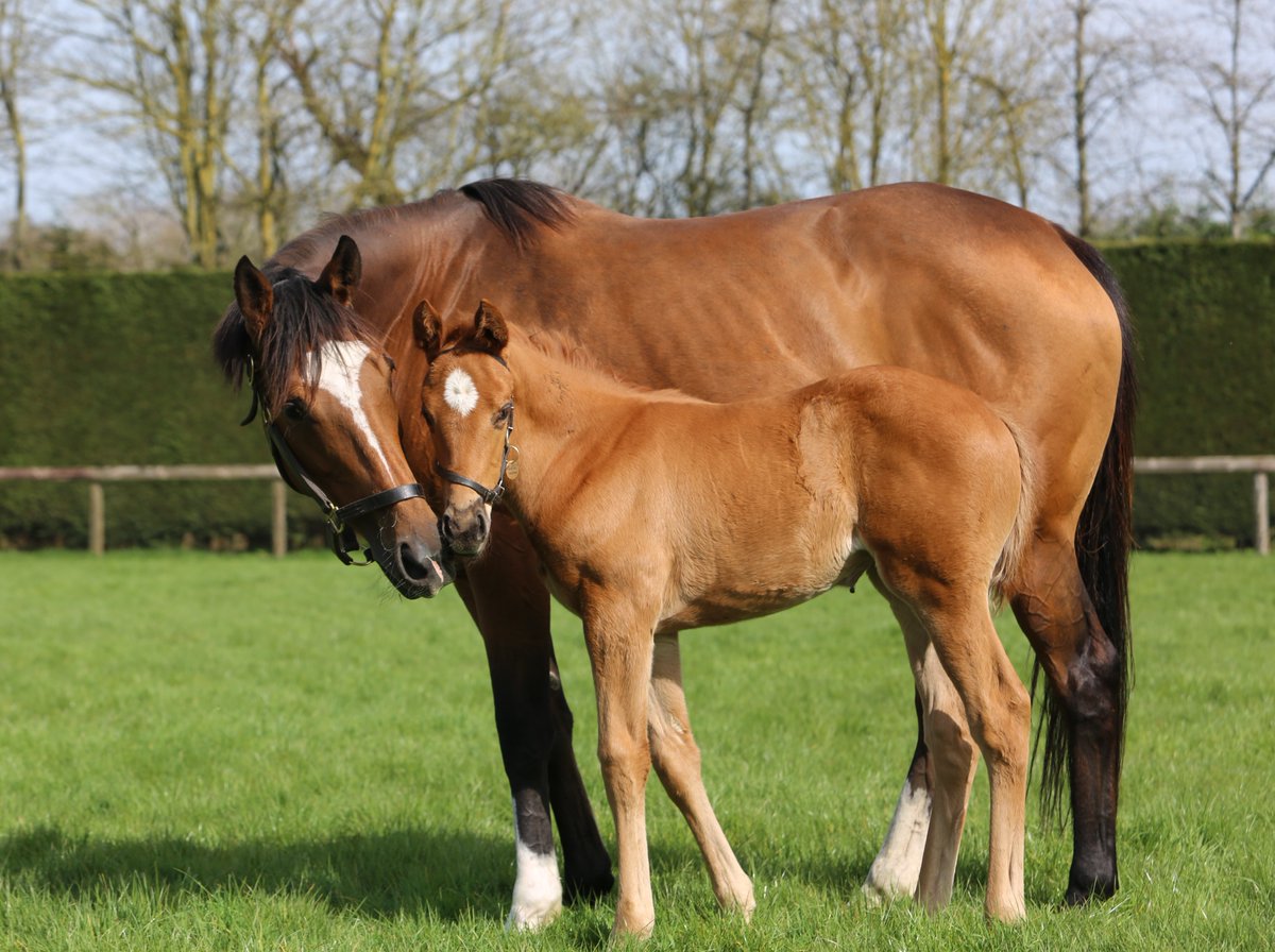 This week's #FoalFriday is the only full sister to Frankel and Noble Mission, CHIASMA with her second foal, this quality filly by Dubawi 🧡 She also has a yearling filly by Dubawi and will return to him this year. #RPFoalGallery