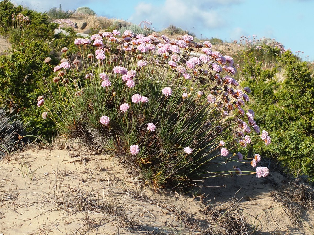 @pineiro_rosalia incluye una especie de 'Herba de namorar' en el Atlas de Genoma de la Biodiversidad Europea. Puedes leerlo aquí cica.udc.gal/ciencia-en-el-…