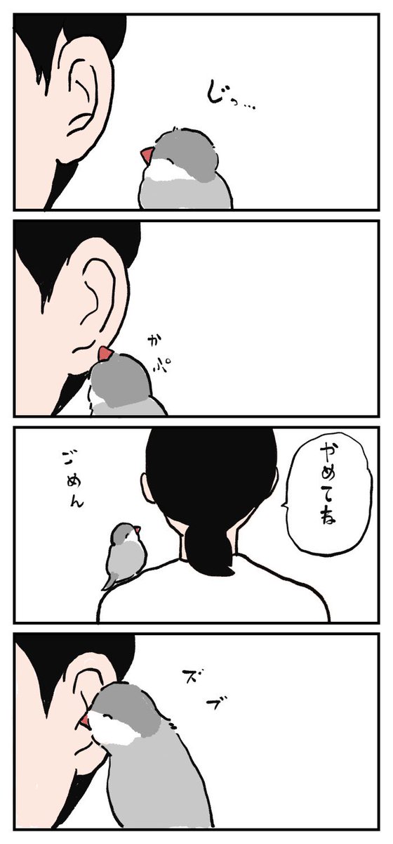 文鳥さんは、やめてほしいことをじっくり説明すればやめてくれます。 