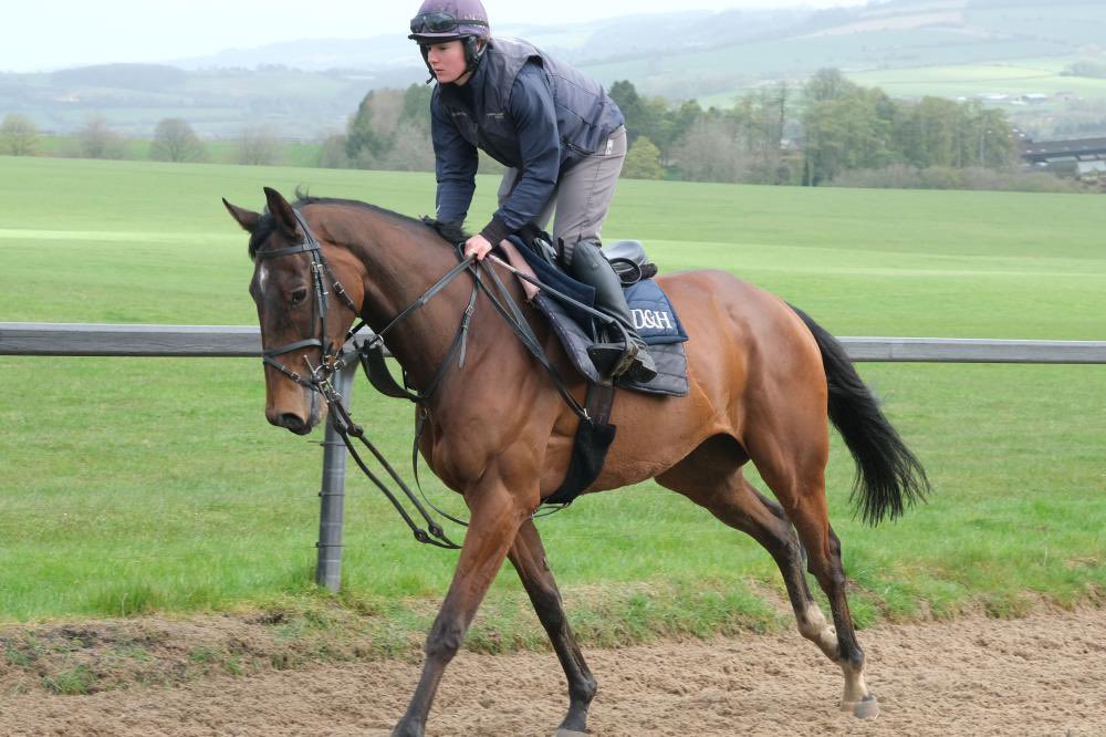 A heart warming sight of the stunning Trelawne enjoying being back on the gallops after his fall @CheltenhamRaces Please click the link to read the new campaign launched by @BHAHorseracing 👇 britishhorseracing.com/press_releases…