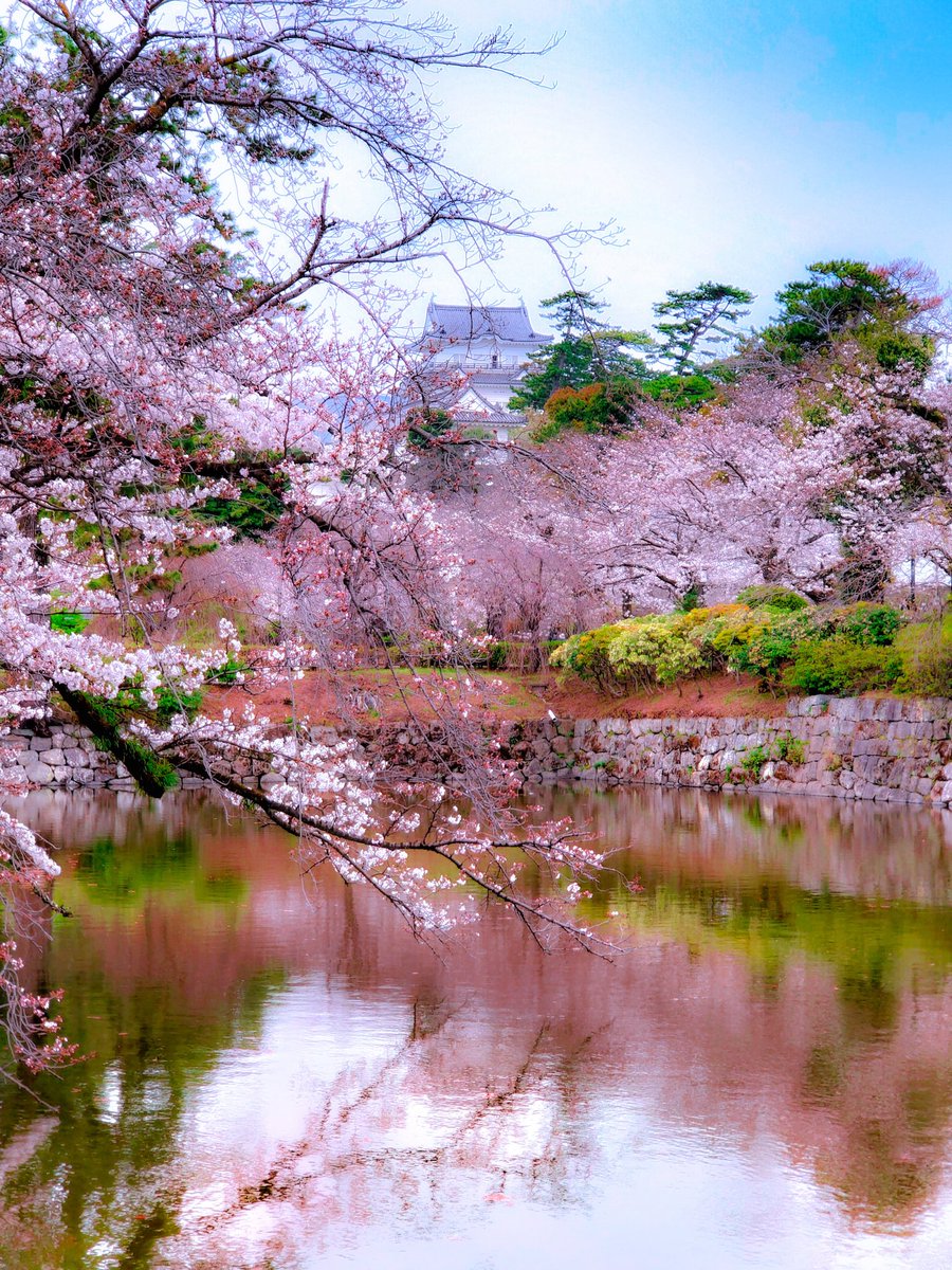 小田原城のお掘りの桜🏯🌸