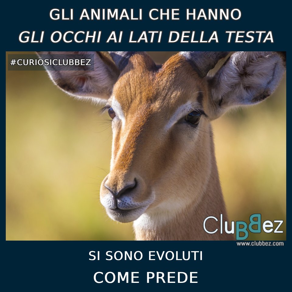 ClubbezOfficial's tweet image. Gli #animali con gli #occhi ai lati della testa sono solitamente #prede, se invece li hanno posti frontalmente sono #predatori. L’#evoluzione ha fatto sì che le prede abbiano una vista più ampia per rilevare meglio le minacce. 
#curiosiclubbez #virale #natura #vita #clubbez