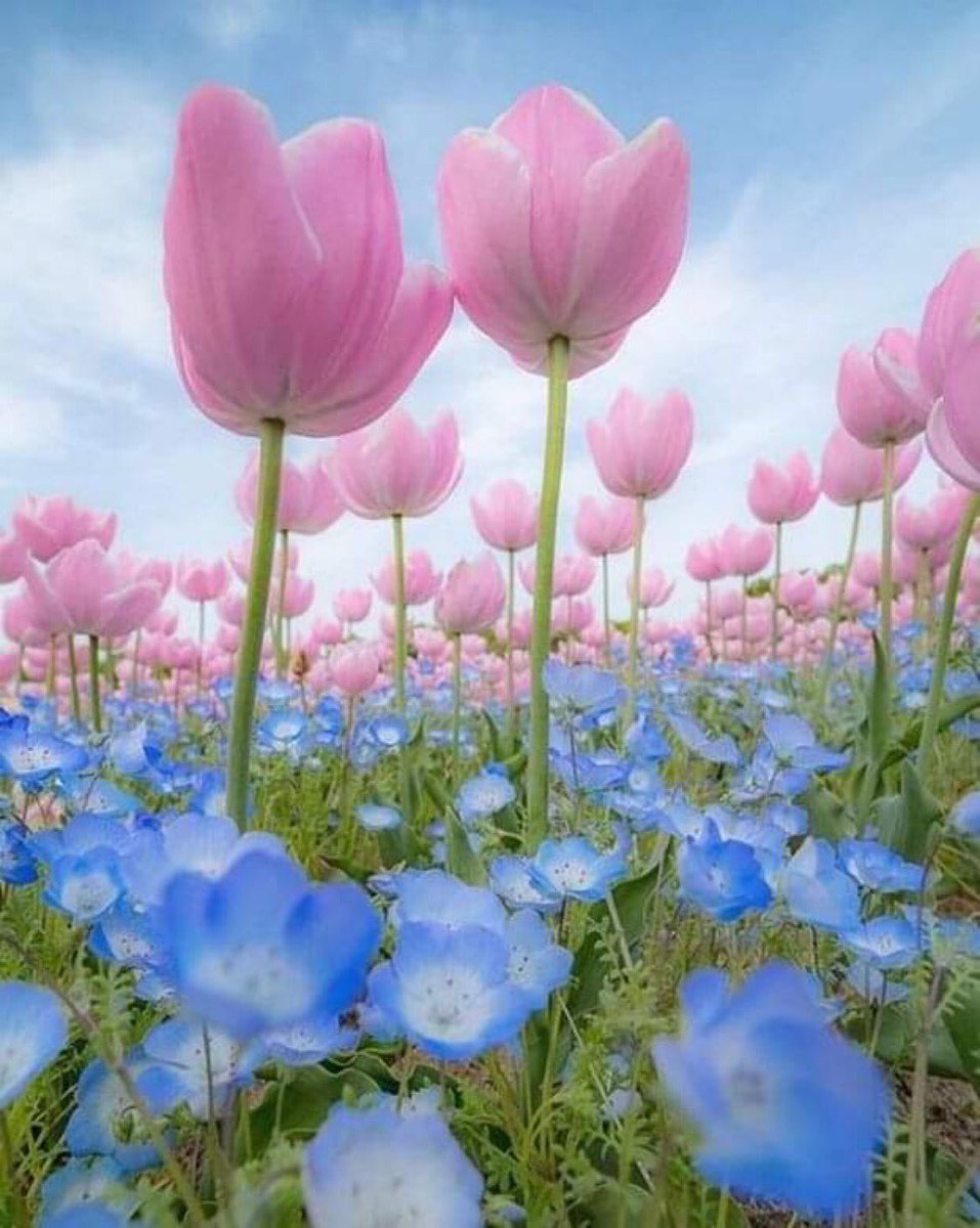 Wishing everyone a nice upcoming weekend 🌷 #Springtime