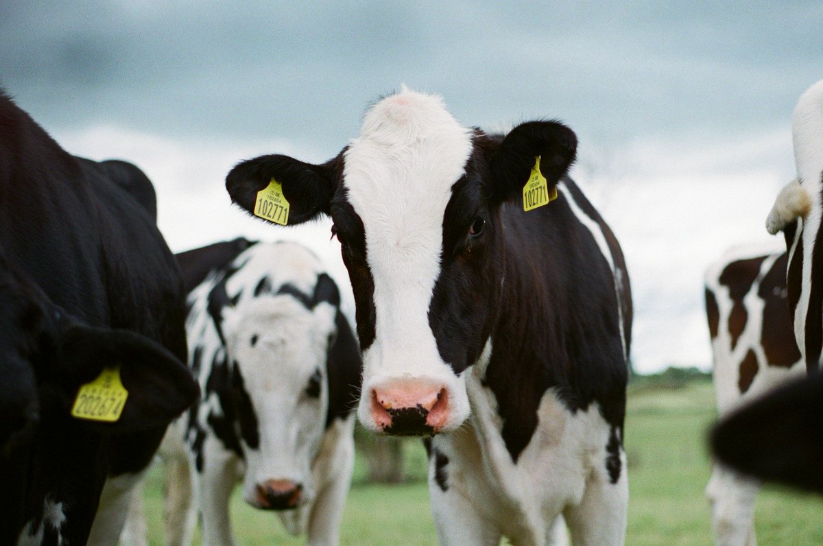 Opening Of New €25 Million Scheme To Support The Dairy Beef Sector: bit.ly/3xzrvd2