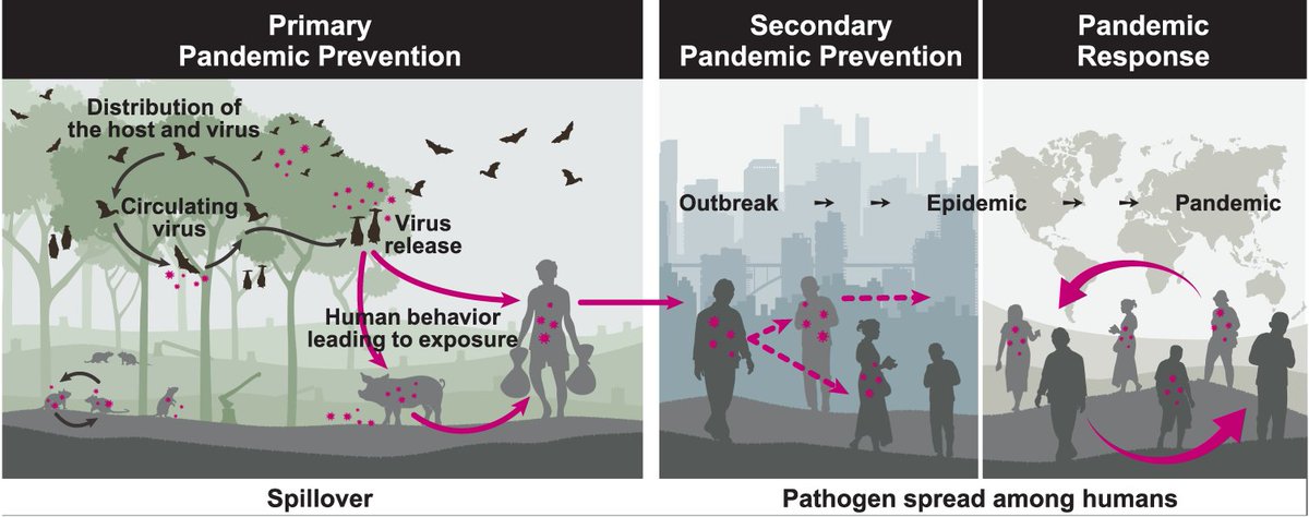 Protect biodiversity to prevent future pandemics. Lessons from an important new study for the @WHO #PandemicAccord via @hdavidcooper