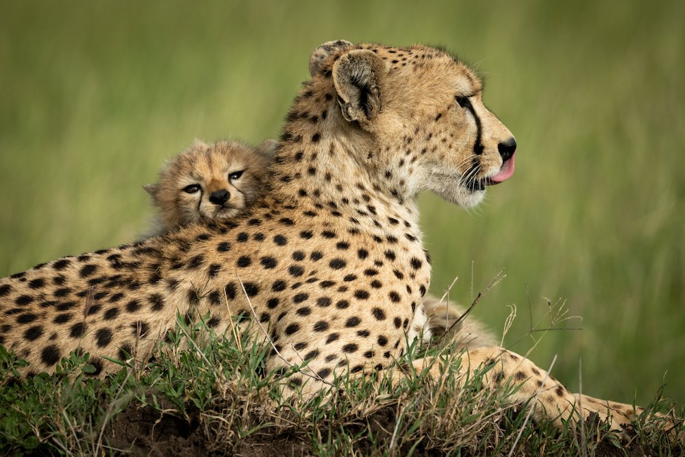 CheetahLearning's tweet image. It's all about your mindset - channel your inner Cheetah to get better results faster with less effort -
cheetahlearning.com/wp/cheetah-fas…
#PMPExamPrep #CheetahLearning