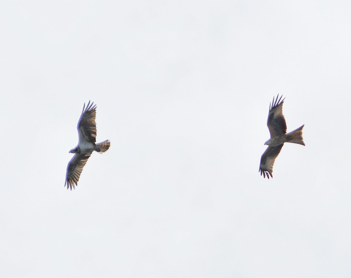 Red Kite seeing off an Osprey at Derwent reservoir just now @teesbirds1 @DurhamBirdClub @Natures_Voice @BBCSpringwatch @bbcwildlifemag