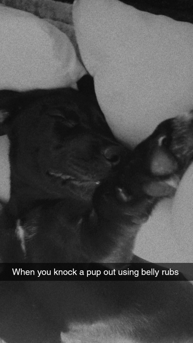 MrsS438's tweet image. heres my fur baby shadow 🐕🐾🩵 #puppy #PuppyLove #PuppyoftheDay #FurBaby #labmix #sleepy #sleeping  #bellyrubs #pets