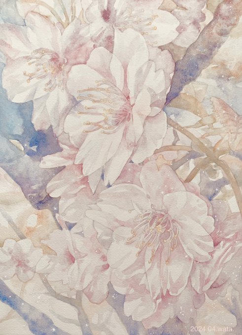 『さくら2024』今年も桜を描きました。サトザクラという品種です(一輪の花びらの数が多いです)アルシュ紙細目#透明水彩 