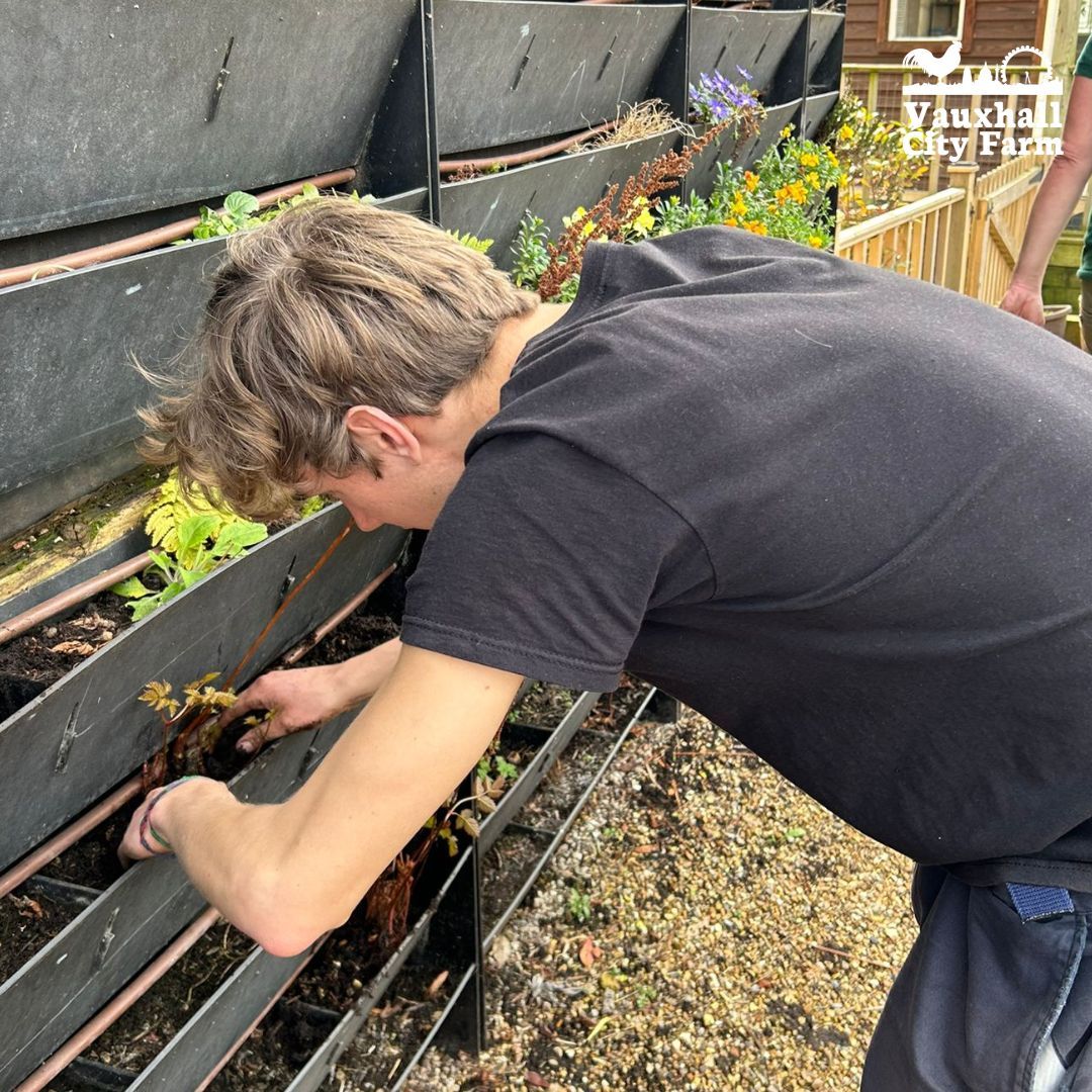 Be part of our FREE LGBTQ+ Adult Gardening Session tomorrow(10:30am - 12:30pm). It is a safe place where all are welcome! 🌱🌈 🌻 Register Here: buff.ly/3IlmUO9 #VauxhallCityFarm #CommunityGarden #Gardening #Gardener #GardeningClubs #Nature #LocalGroup #LQBTQ+ #Pride