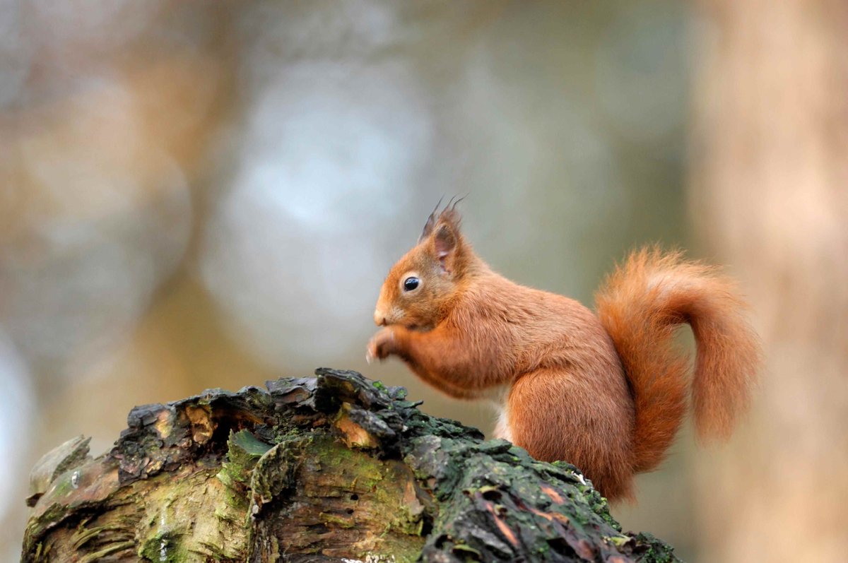 Worrying news with the first death from squirrelpox virus north of the Central Belt confirmed by our partners at @ScotSquirrels . This could seriously threaten red squirrels and we urge people to report any red squirrels which appear ill. More info at orlo.uk/ZMhu3