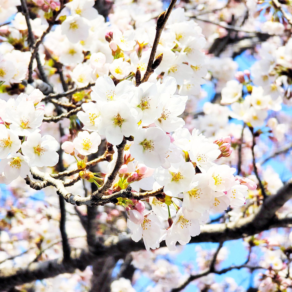 Wooha_000's tweet photo. 오늘 산책 나갔다가 찍어온 벚꽃 🌸
봄이 왔구나아 https://t.co/lDEpBzlg57