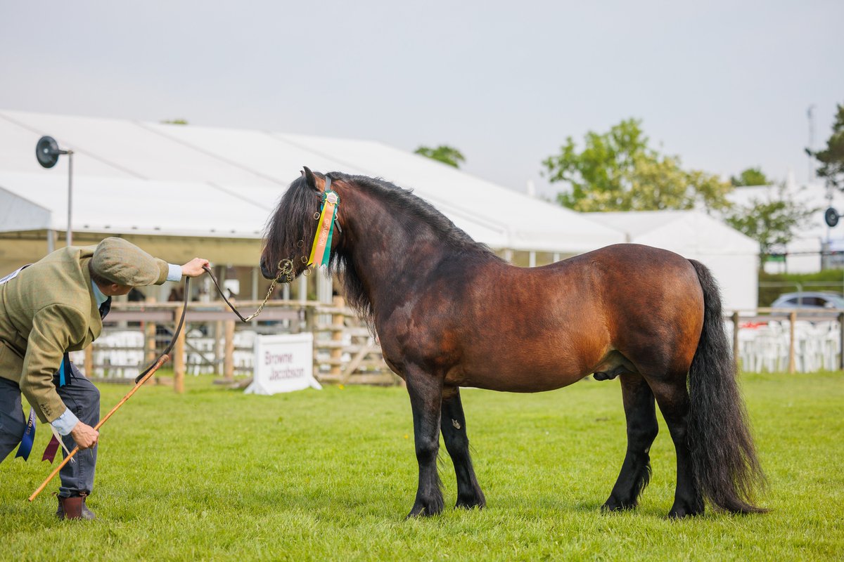 🐎Attention Equestrians 🐎Devon County Show 2024 Equine Competition entries close tomorrow! 👉showingscene.com/events/devon-c… #devoncountyshow #horses #ponies #bestofdevon #lovedevon #devon