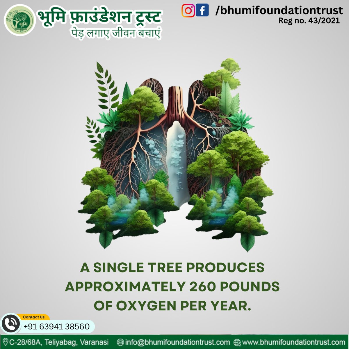 Breathe in the power of nature! Did you know that a single tree produces approximately 260 pounds of oxygen per year? 🌳🌬️ Let's protect our lungs of the Earth. Join Bhumi Foundation Trust in planting trees for a healthier future. 🌱💚
 #BhumiFoundation #GreenEarth #OxygenHeroes