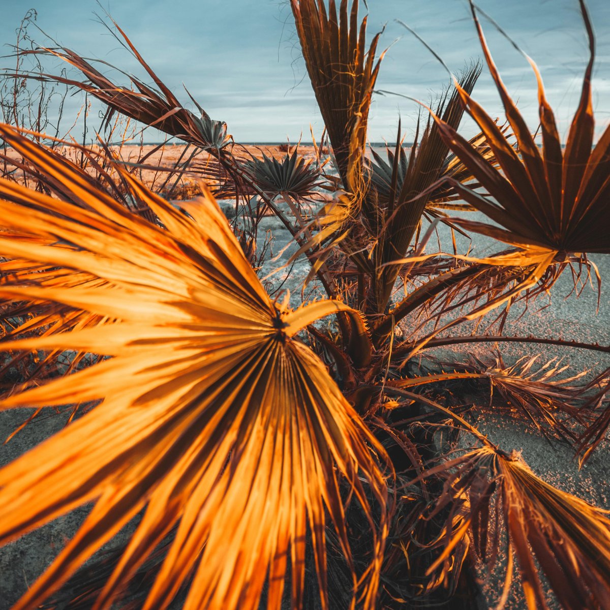 PetalPursuits's tweet photo. "Water everyday?" "Repot every year?" Let's separate plant fact from fiction! Which plant myth gets under your skin? Tell us below! #plantmyths #petalpursuits #houseplantcare #planttips #plantfacts https://t.co/9yrFX1qW44