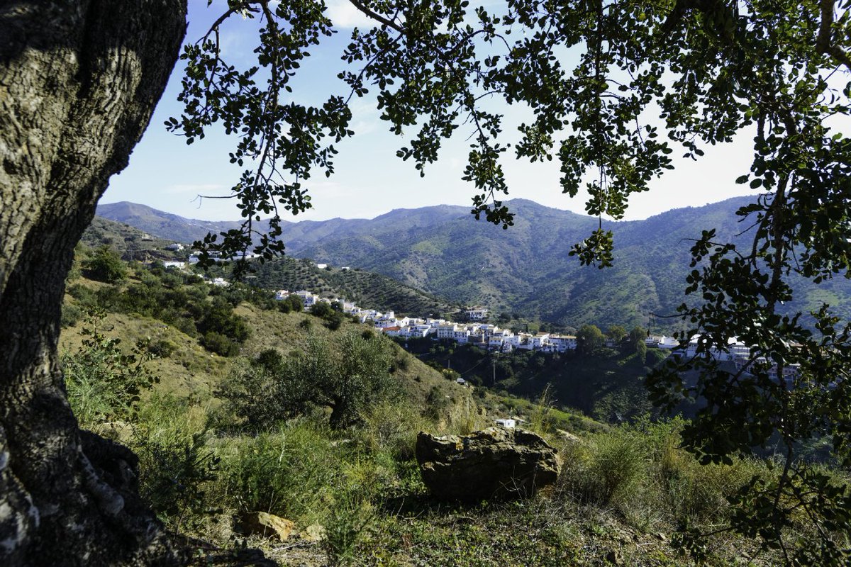 ✨Discover the Raisin Route in La Axarquía! Journey through villages set against stunning landscapes and delve into the genuine essence of its people, celebrated for cultivating the world’s best raisins since Moorish times 🌐 i.mtr.cool/wjxxcnanhp #FeelCostadelSol #RaisinRoute