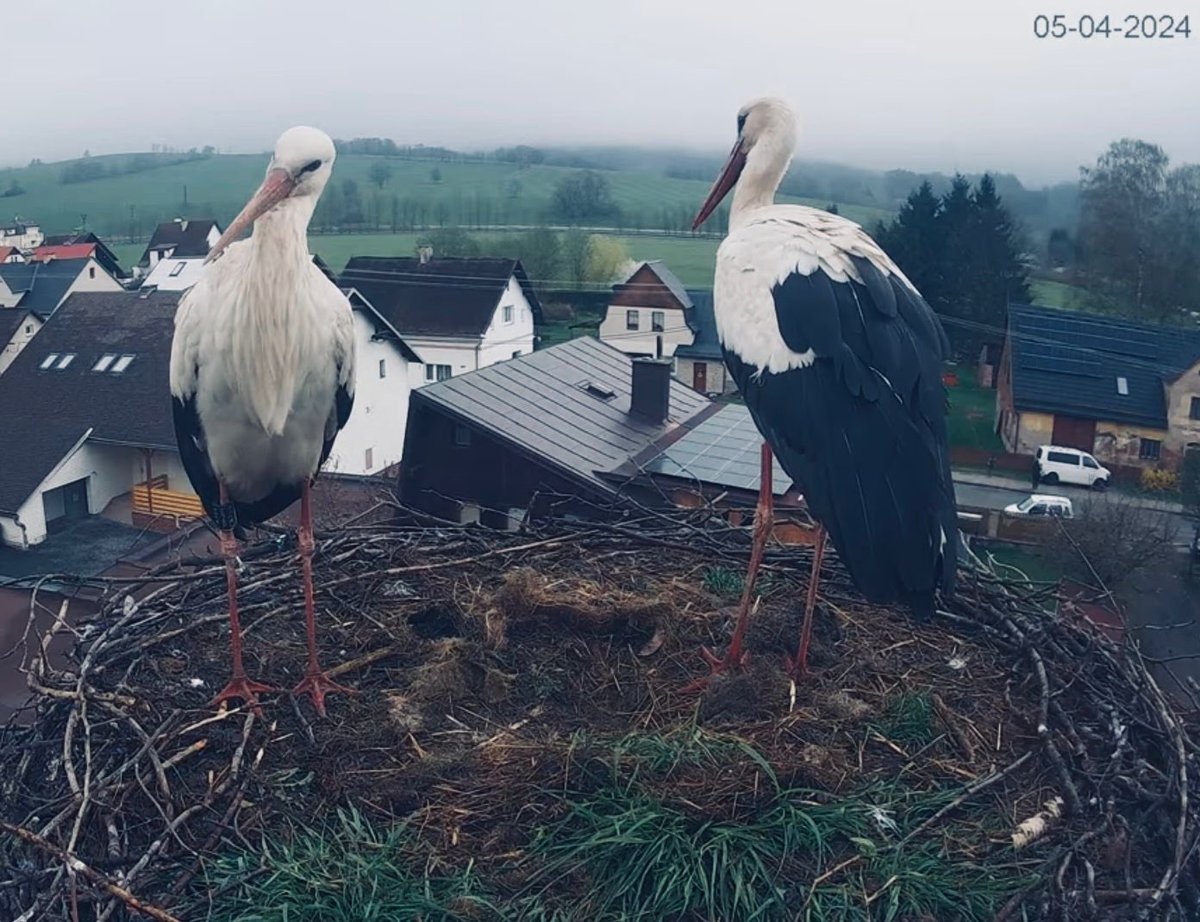 Können wir bitte für Äpfelchen ein letztes Mal die Störche von TouretteBarbie/@RingDerNation fliegen lassen? Sie hatte immer eine Livecam der Störche mit uns geteilt. Bitte retweeten! Ihr würdet Äpfelchen eine große Freude bereiten! 🫶 Twitter please do your magic!